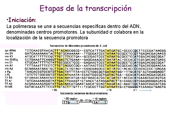 Etapas de la transcripción • Iniciación: La polimerasa se une a secuencias específicas dentro