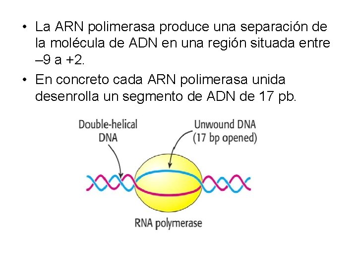  • La ARN polimerasa produce una separación de la molécula de ADN en