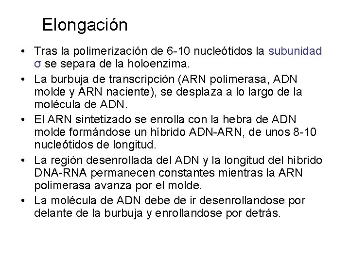 Elongación • Tras la polimerización de 6 -10 nucleótidos la subunidad σ se separa