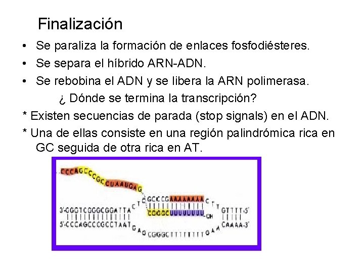 Finalización • Se paraliza la formación de enlaces fosfodiésteres. • Se separa el híbrido
