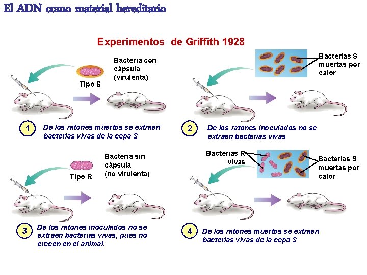 El ADN como material hereditario Experimentos de Griffith 1928 Tipo S 1 De los