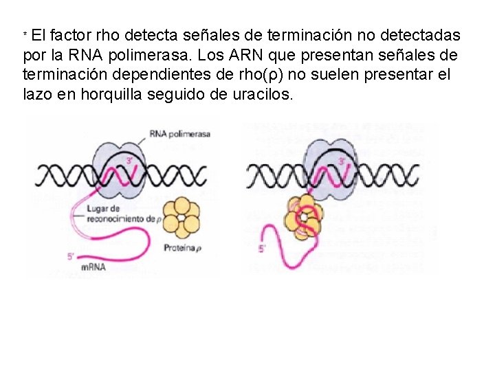 * El factor rho detecta señales de terminación no detectadas por la RNA polimerasa.