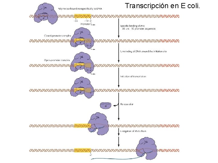 Transcripción en E coli. 