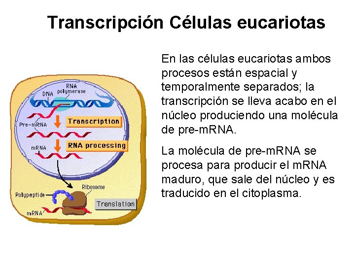Transcripción Células eucariotas En las células eucariotas ambos procesos están espacial y temporalmente separados;