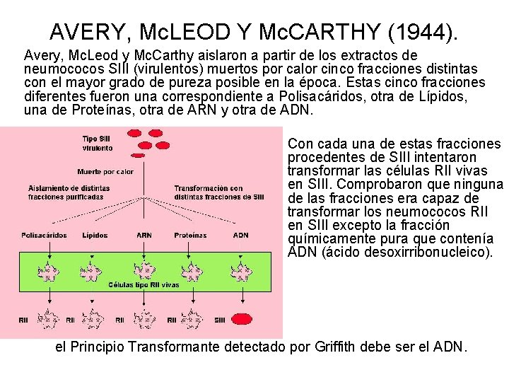 AVERY, Mc. LEOD Y Mc. CARTHY (1944). Avery, Mc. Leod y Mc. Carthy aislaron