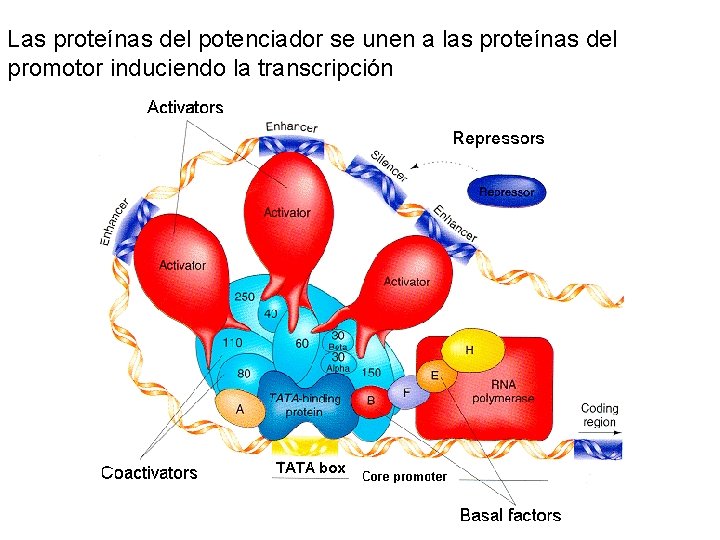 Las proteínas del potenciador se unen a las proteínas del promotor induciendo la transcripción