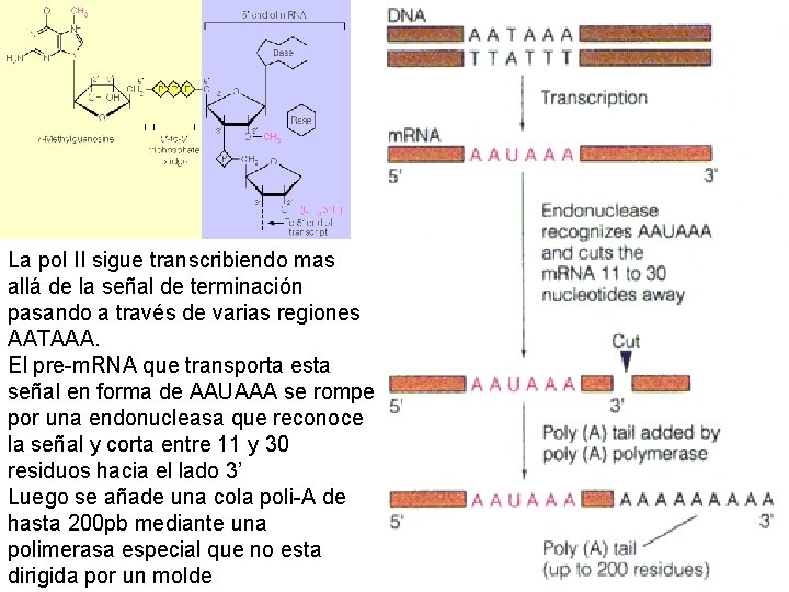 La pol II sigue transcribiendo mas allá de la señal de terminación pasando a