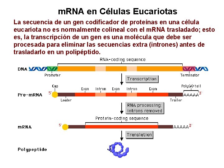 m. RNA en Células Eucariotas La secuencia de un gen codificador de proteínas en
