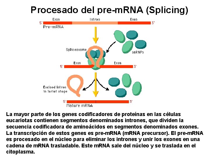 Procesado del pre-m. RNA (Splicing) La mayor parte de los genes codificadores de proteínas