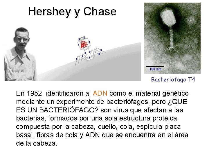 Hershey y Chase Bacteriófago T 4 En 1952, identificaron al ADN como el material