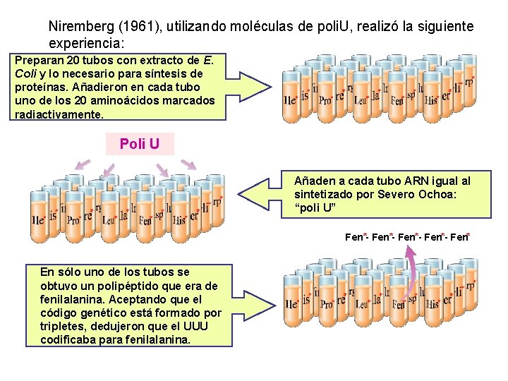 Niremberg (1961), utilizando moléculas de poli. U, realizó la siguiente experiencia: Preparan 20 tubos