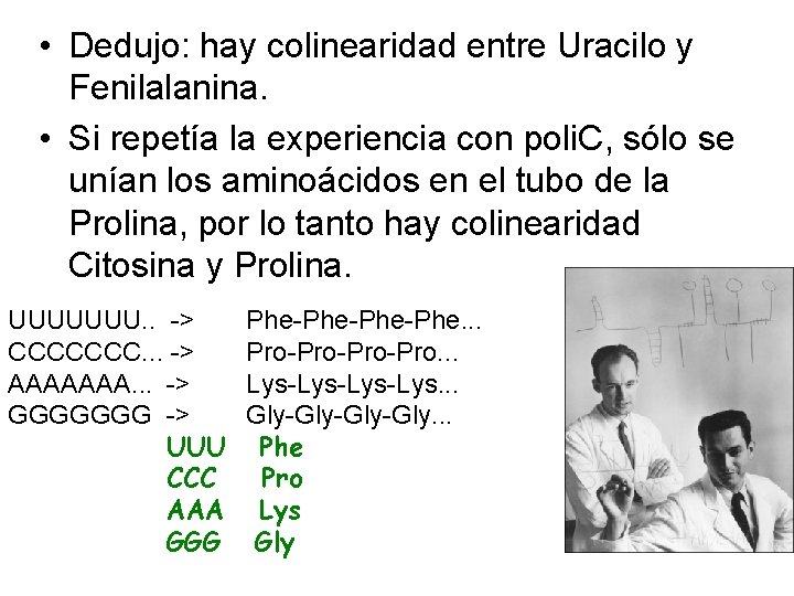  • Dedujo: hay colinearidad entre Uracilo y Fenilalanina. • Si repetía la experiencia