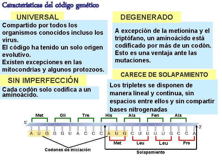 Características del código genético UNIVERSAL DEGENERADO Compartido por todos los organismos conocidos incluso los