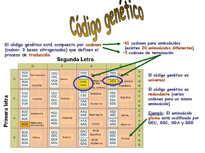 El código genético está compuesto por codones (codon= 3 bases nitrogenadas) que definen el