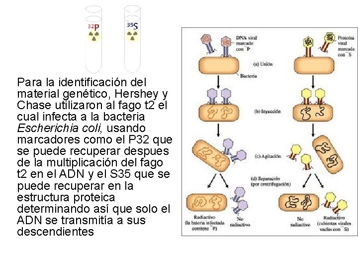 Para la identificación del material genético, Hershey y Chase utilizaron al fago t 2