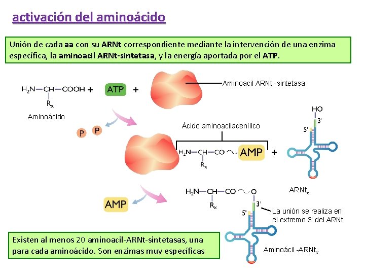 activación del aminoácido Unión de cada aa con su ARNt correspondiente mediante la intervención