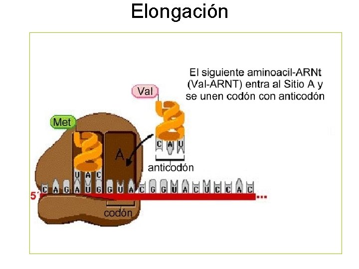 Elongación 