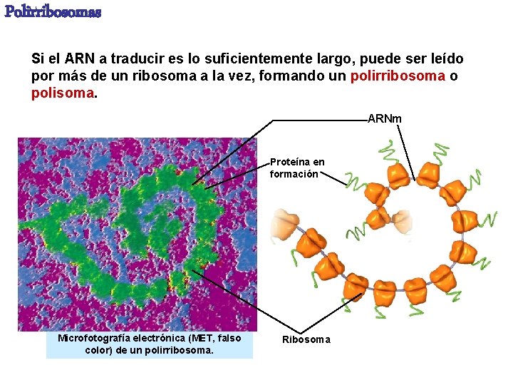 Polirribosomas Si el ARN a traducir es lo suficientemente largo, puede ser leído por