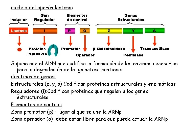 modelo del operón lactosa: Supone que el ADN que codifica la formación de los