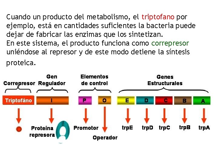 Cuando un producto del metabolismo, el triptofano por ejemplo, está en cantidades suficientes la