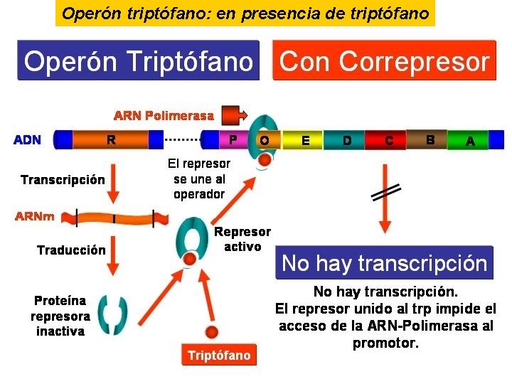 Operón triptófano: en presencia de triptófano 