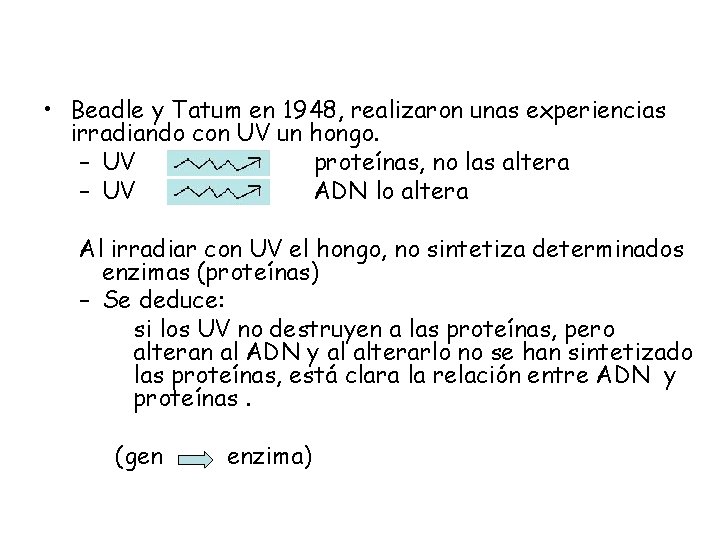  • Beadle y Tatum en 1948, realizaron unas experiencias irradiando con UV un