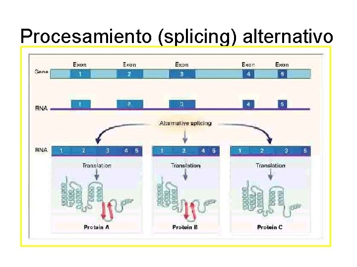 Procesamiento (splicing) alternativo 