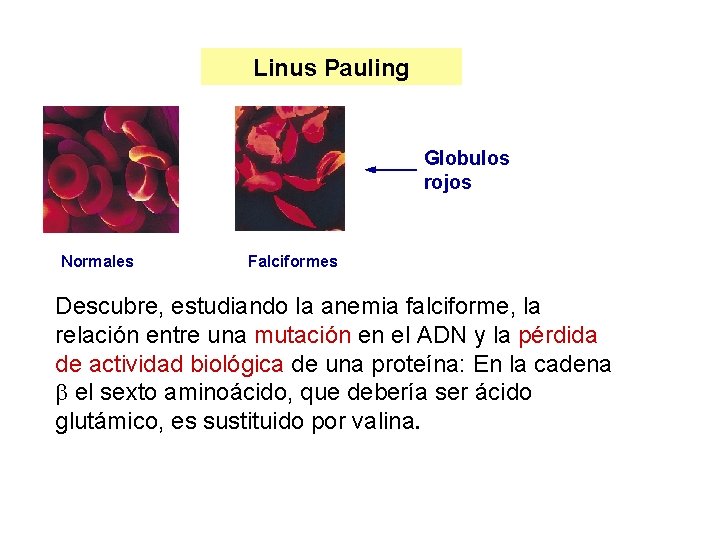 Linus Pauling Globulos rojos Normales Falciformes Descubre, estudiando la anemia falciforme, la relación entre