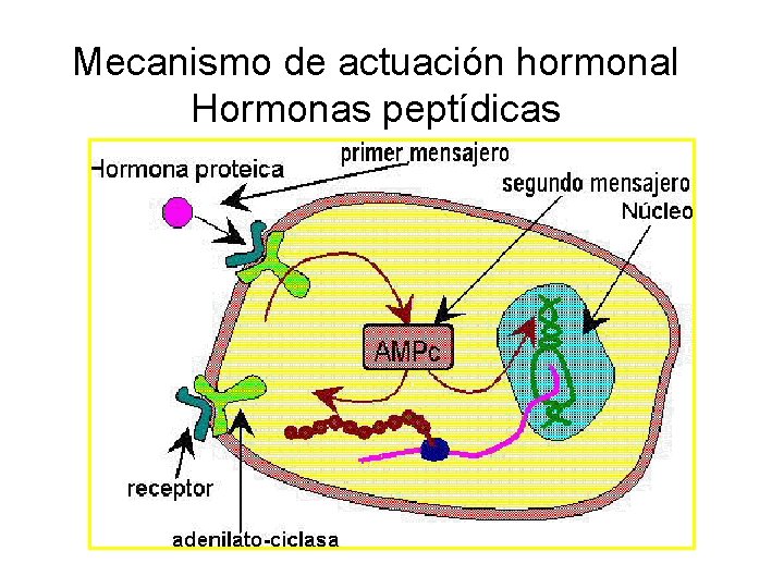 Mecanismo de actuación hormonal Hormonas peptídicas 