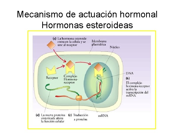 Mecanismo de actuación hormonal Hormonas esteroideas 