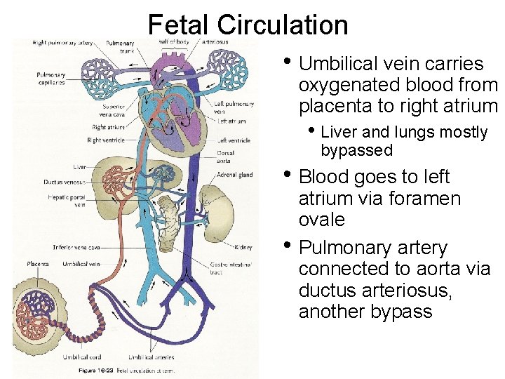 Fetal Circulation • Umbilical vein carries oxygenated blood from placenta to right atrium •
