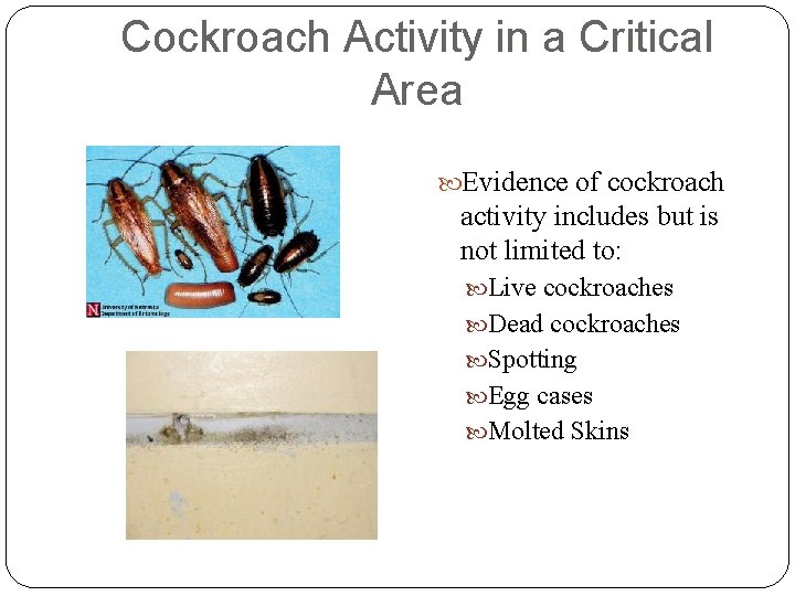 Cockroach Activity in a Critical Area Evidence of cockroach activity includes but is not