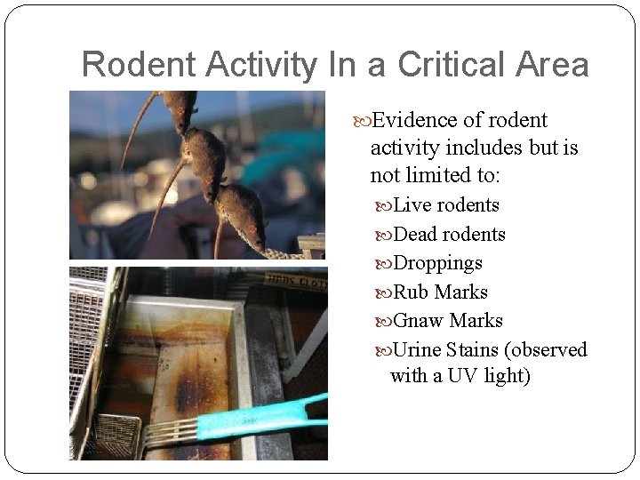 Rodent Activity In a Critical Area Evidence of rodent activity includes but is not