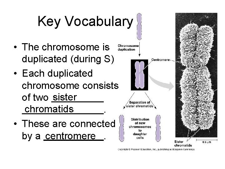 Key Vocabulary • The chromosome is duplicated (during S) • Each duplicated chromosome consists