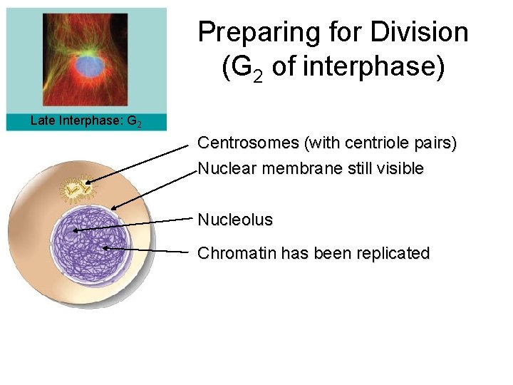 Preparing for Division (G 2 of interphase) Late Interphase: G 2 Centrosomes (with centriole