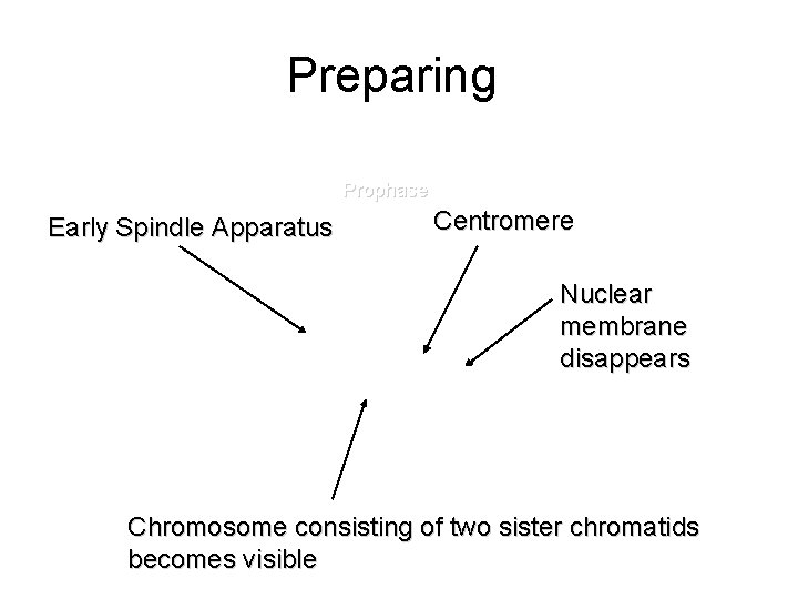 Preparing for Division Late Interphase: G 2 Early Spindle Apparatus Prophase Centromere Nuclear membrane