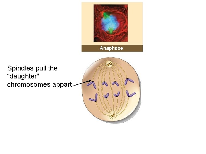 Anaphase Spindles pull the “daughter” chromosomes appart 