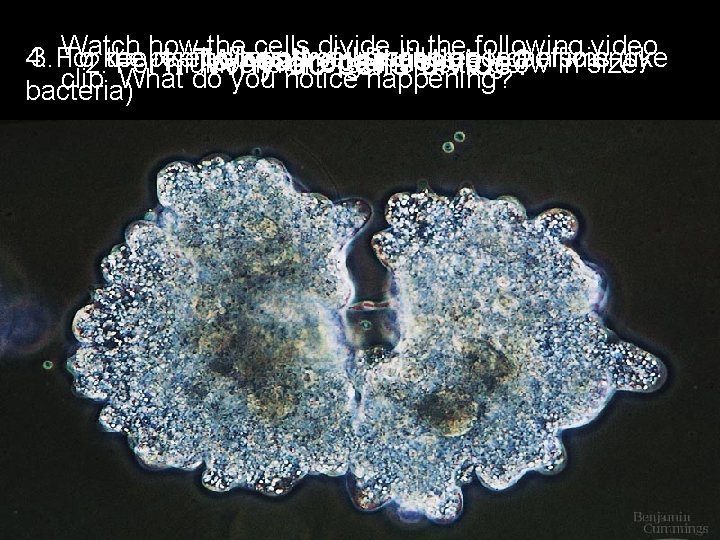 Watch how the cells divide in the following video 4. 3. For To 2.