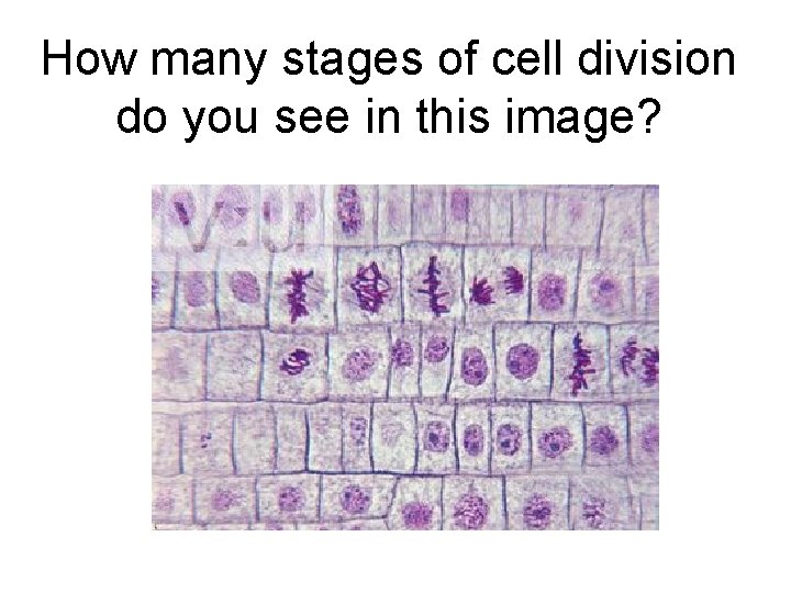 How many stages of cell division do you see in this image? 