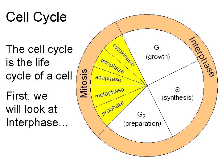 Cell Cycle The cell cycle is the life cycle of a cell First, we