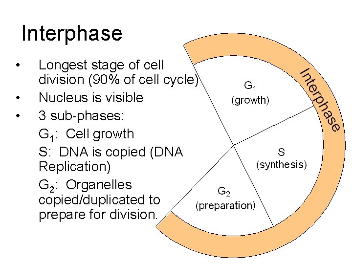 Interphase • • • Longest stage of cell division (90% of cell cycle) Nucleus