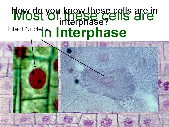 How do you know these cells are in Most of interphase? these cells are