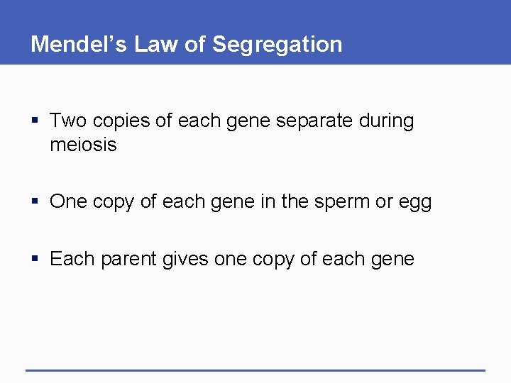 Mendel’s Law of Segregation § Two copies of each gene separate during meiosis §