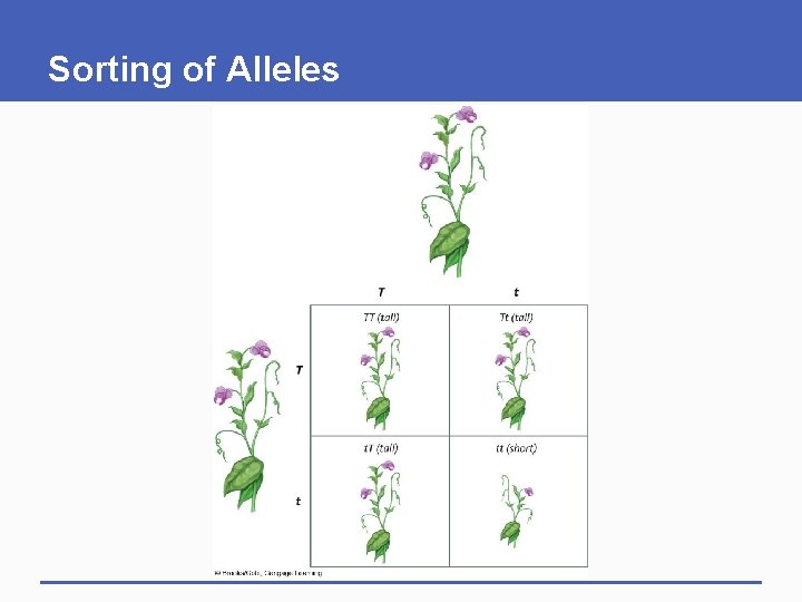 Sorting of Alleles 