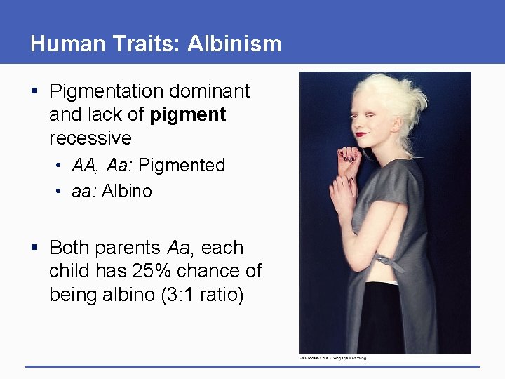 Human Traits: Albinism § Pigmentation dominant and lack of pigment recessive • AA, Aa: