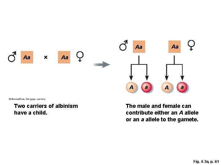 Aa Aa Aa × Aa A Two carriers of albinism have a child. a