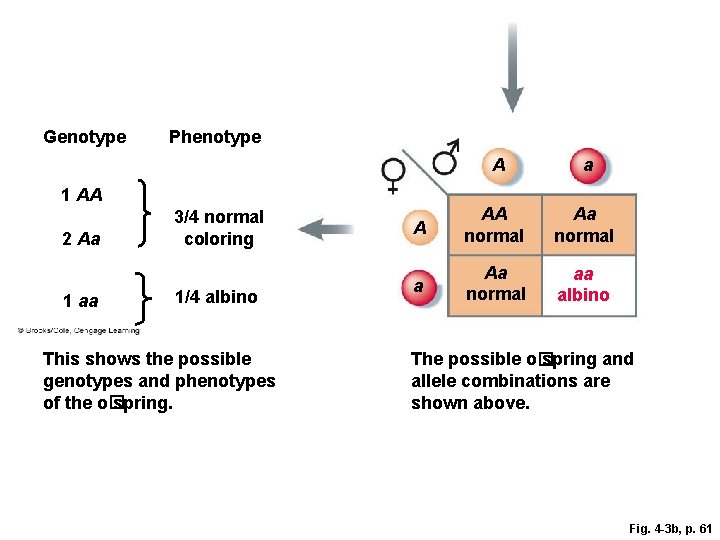 Genotype Phenotype A a A AA normal Aa normal aa albino 1 AA 2