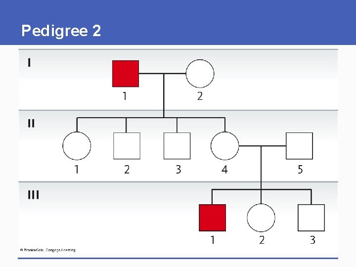 Pedigree 2 