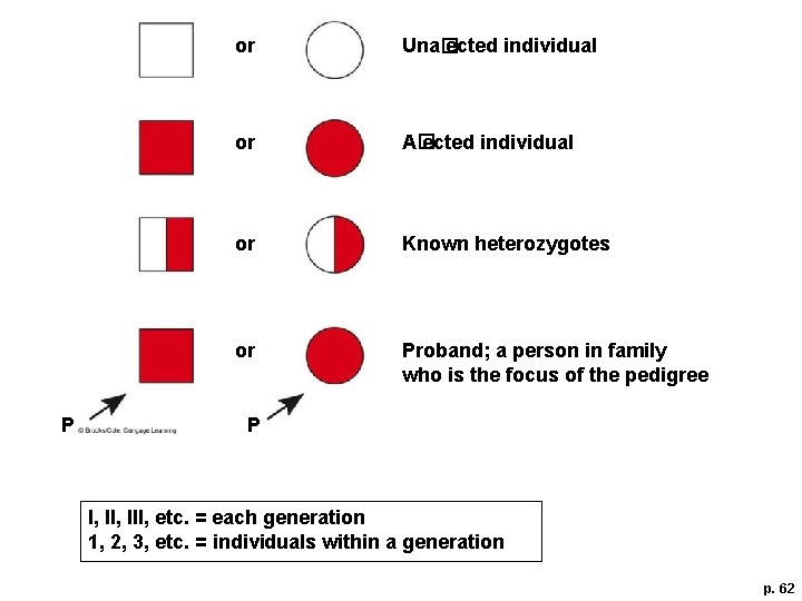 P or Una� ected individual or A� ected individual or Known heterozygotes or Proband;
