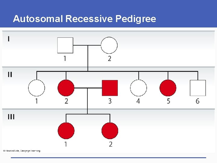Autosomal Recessive Pedigree 